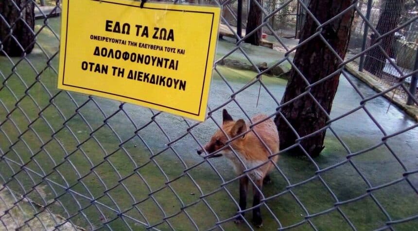 Επίκαιρη ερώτηση κατέθεσε ο βουλευτής του ΜεΡΑ 25 Κρίτωνας Αρσένης στην Υπουργό  Παιδείας σχετικά με την πρόταση της ΠΦΠΟ για απαγόρευση επίσκεψης μαθητών/τριών της Πρωτοβάθμιας και Δευτεροβάθμιας Εκπαίδευσης στο Αττικό Ζωολογικό Πάρκο και σε άλλους παρόμοιους χώρους