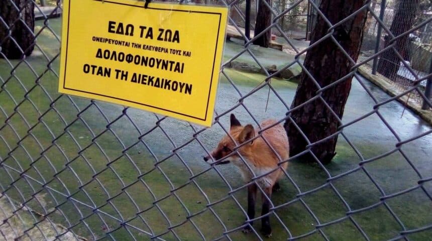 Επίκαιρη ερώτηση κατέθεσε ο βουλευτής του ΜεΡΑ 25 Κρίτωνας Αρσένης στην Υπουργό  Παιδείας σχετικά με την πρόταση της ΠΦΠΟ για απαγόρευση επίσκεψης μαθητών/τριών της Πρωτοβάθμιας και Δευτεροβάθμιας Εκπαίδευσης στο Αττικό Ζωολογικό Πάρκο και σε άλλους παρόμοιους χώρους