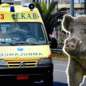 Περί “αγριογούρουνων” που δεν είναι αγριογούρουνα.  Σκέψεις με αφορμή το δυστύχημα στο Κιλκίς και για το ποια μπορεί να είναι η λύση .