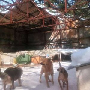 Πνίχτες, φίμωτρα, ξύλα, καδρόνια από τους υπαλλήλους του Δήμου Βοίου-Σιάτιστας κατα των αδέσποτων – Gags, sticks, boxes by the employees of the Municipality of Voios-Siatistas against the strays