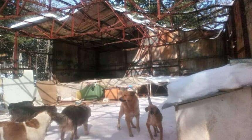 Πνίχτες, φίμωτρα, ξύλα, καδρόνια από τους υπαλλήλους του Δήμου Βοίου-Σιάτιστας κατα των αδέσποτων – Gags, sticks, boxes by the employees of the Municipality of Voios-Siatistas against the strays