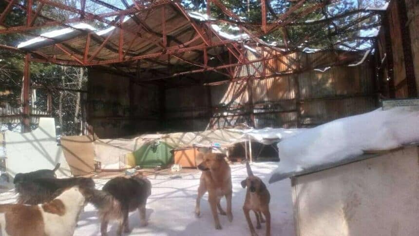 Πνίχτες, φίμωτρα, ξύλα, καδρόνια από τους υπαλλήλους του Δήμου Βοίου-Σιάτιστας κατα των αδέσποτων – Gags, sticks, boxes by the employees of the Municipality of Voios-Siatistas against the strays