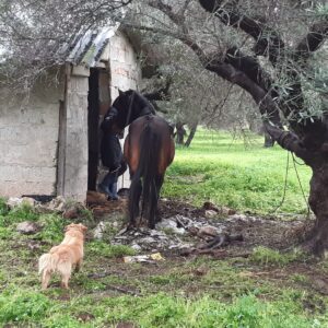 Άλογα εκτεθειμένα σε άσχημες καιρικές συνθήκες στην Πάρο