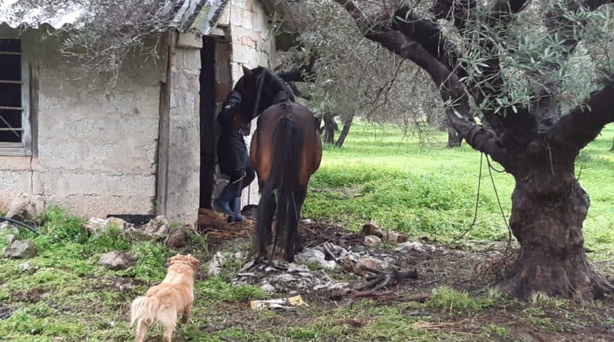 Άλογα εκτεθειμένα σε άσχημες καιρικές συνθήκες στην Πάρο