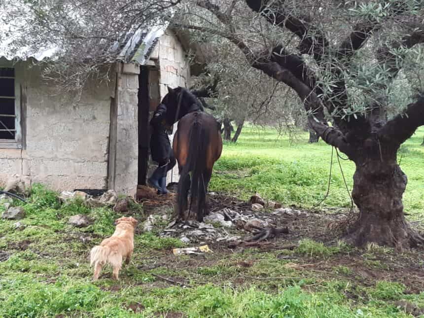Άλογα εκτεθειμένα σε άσχημες καιρικές συνθήκες στην Πάρο