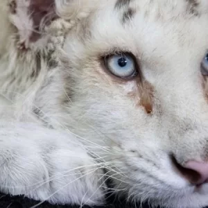 ΠΡΟΣΟΧΗ! PETITION ΤΗΣ Π.Φ.Ο ΓΙΑ ΤΟ ΤΙΓΡΑΚΙ