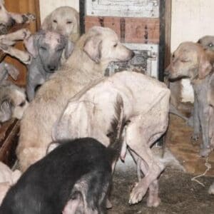 According to the PFPO’s BoD it is unacceptable that animals are returned to animal collectors