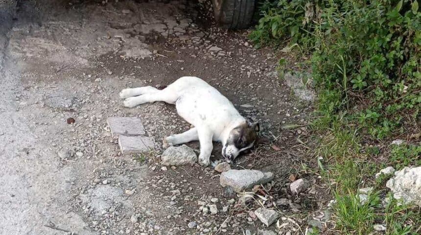 Massive poisoning of dogs at Oinofyta (Viotia)