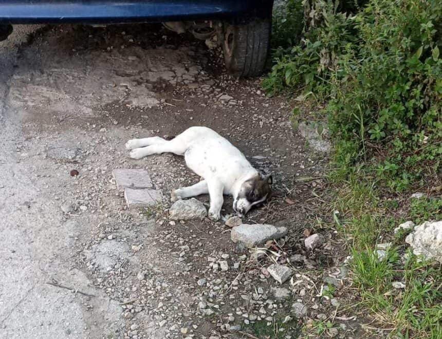 Massive poisoning of dogs at Oinofyta (Viotia)