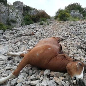 Να βρεθούν οι υπεύθυνοι για τα νεκρά άλογα στην Πάρνηθα