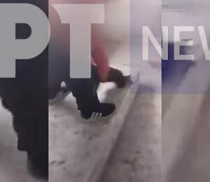 Παρέμβαση ΠΦΠΟ για το βίντεο με τον μέχρι θανάτου βασανισμό κουταβιών από παιδιά