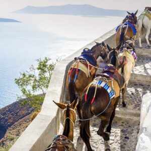 Επιστολή της ΠΦΠΟ για το θέμα χρήσης των γαϊδουριών και μουλαριών στη Σαντορίνη