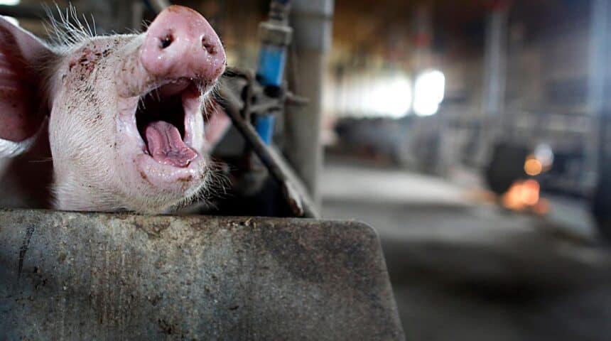 factory-farming (1) Υπογράψτε!