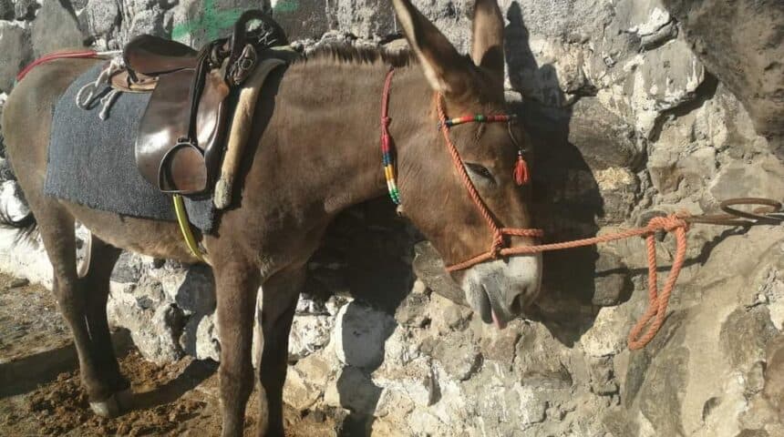 ΝΑ ΣΤΑΜΑΤΗΣΕΙ Η ΧΡΗΣΗ ΙΠΠΟΕΙΔΩΝ ΩΣ «ΤΑΞΙ»