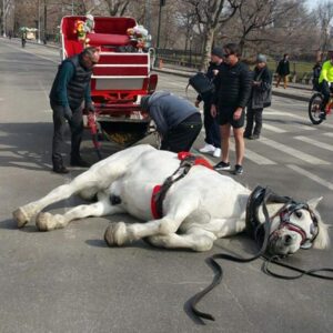 Απαγορεύτηκε καθολικά η κυκλοφορία και η εργασία ιπποειδών τις ημέρες του καύσωνα