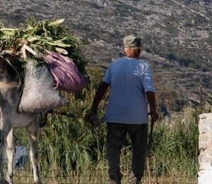 Panhellenic Philozoic and Environmental Federation has asked the EU Commission to interven on the abuse of horses in Greece