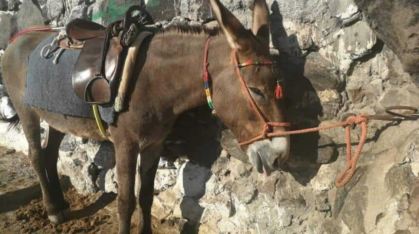 LETTER OF INTEREST OF PFPO (Hellenic Philozoic and Environmental Federation) and ESPI (Hellenic Equine Protection Association)