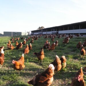 Επείγον αίτημα στην Εισαγγελία για να σταματήσει η αναίτια σφαγή 350 πουλερικών!