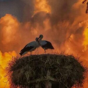 OPEN LETTER TO THE GOVERNMENT – ANIMALS MUST NOT BE LEFT TO HUNTERS