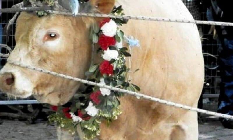 Επιστολή της Π.Φ.Π.Ο για την άμεση ανάκληση της νομοθετικής πρόβλεψης για συμμετοχή ζώων σε οποιοδήποτε θέαμα