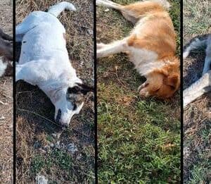 Συνεχίζονται οι μαζικές δολοφονίες ζώων