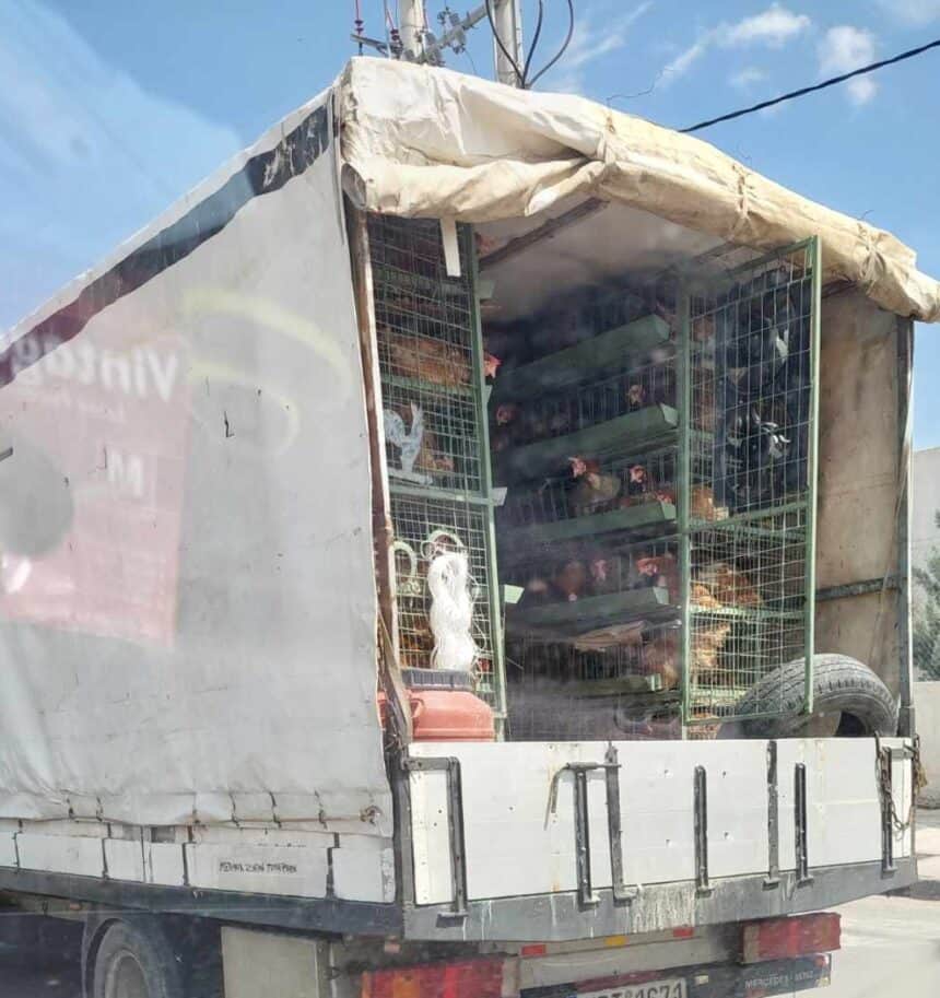 Μόνιμο το φαινόμενο της παράνομης και κακοποιητικής πώλησης ορνίθων