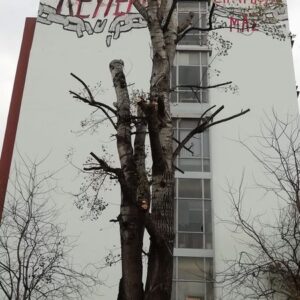 ΑΝΟΙΧΤΗ ΕΠΙΣΤΟΛΗ προς ΟΛΟΥΣ τους εμπλεκομένους έστειλε……εγκαίρως η ΠΦΠΟ για την καταστροφή που υφίστανται δένδρα και ζώα στην ανεξέλεγκτη περίοδο κλαδεμά των από τους Δήμους-Περιφέρειες της χώρας μη τηρώντας καν τις Ευρωπαϊκές Οδηγίες εκτός των άλλων !!