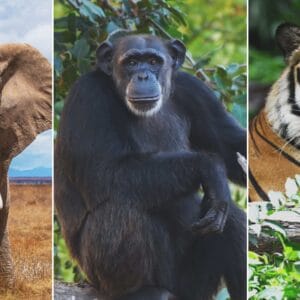Jane Goodall Act - Animal+Justice Απαγόρευση της αιχμαλωσίας για μεγάλα πρωτεύοντα και ελέφαντες ετοιμάζεται να θεσμοθετήσει ο Καναδάς
