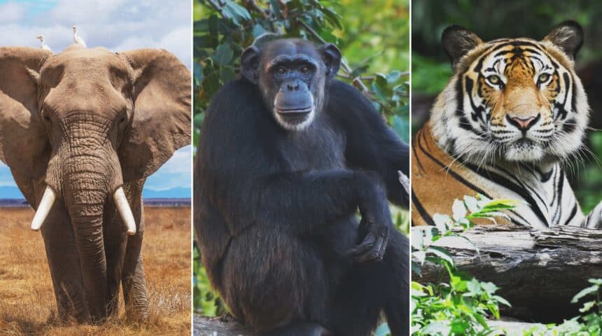 Jane Goodall Act - Animal+Justice Απαγόρευση της αιχμαλωσίας για μεγάλα πρωτεύοντα και ελέφαντες ετοιμάζεται να θεσμοθετήσει ο Καναδάς