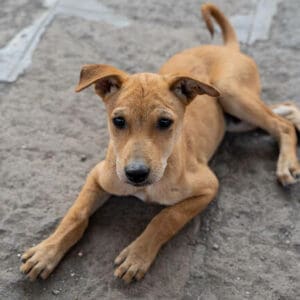 Adorable stray mixed breed puppy dog sits on the ground in Mumba Μονοφάτσι: το σκυλάκι τους έκανε χαρές και οι ζωοκλέφτες το κρέμασαν και το έβλεπαν να σπαρταράει!