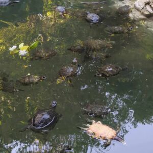 Προ των ευθυνών τους θέτει η ΠΦΠΟ τους αρμόδιους φορέις για το θέμα των μαζικών θανάτων νεροχελώνων στον Εθνικό Κήπο Αθηνών