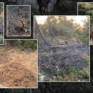 Επιστολή της Π.Φ.Π.Ο στους αρμόδιους φορείς για τις εργασίες κοπής δέντρων στον Υμηττό