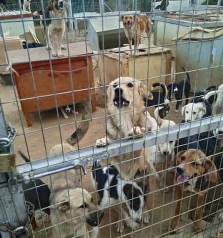 ΑΘΛΙΕΣ ΣΥΝΘΗΚΕΣ ΣΕ ΧΩΡΟ ΕΓΚΛΕΙΣΜΟΥ ΑΔΕΣΠΟΤΩΝ ΖΩΩΝ ΣΤΟ ΑΓΡΙΝΙΟ
