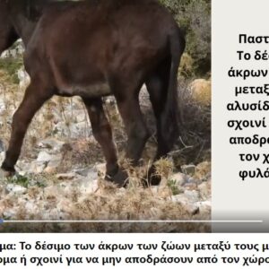Παστούρωμα