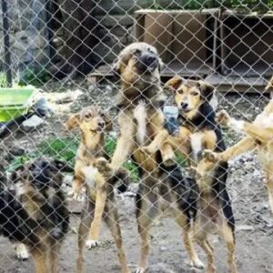 Νομοθεσία ετοιμάζει η Ε.Ε. με τα ελάχιστα υποχρεωτικά πρότυπα για την ευζωία και την ιχνηλασιμότητα σκύλων & γατών.