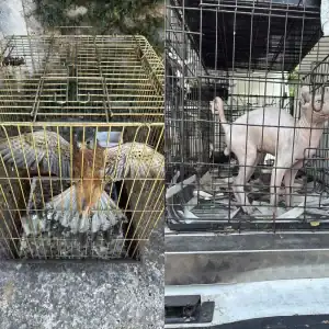 Παράνομο εμπόριο ζώων στον Γέρακα