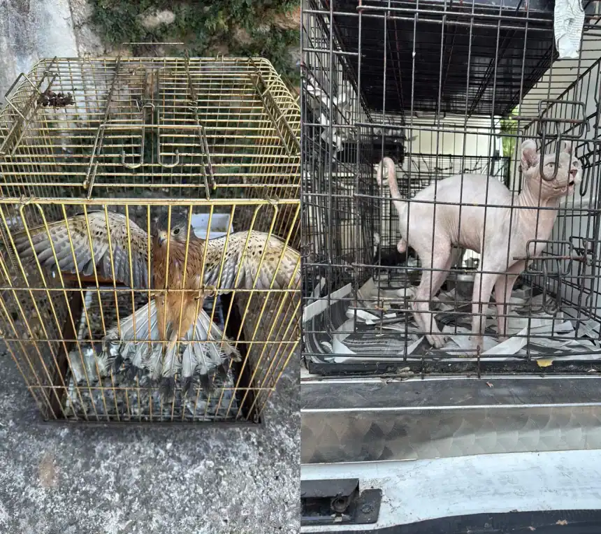 Παράνομο εμπόριο ζώων στον Γέρακα