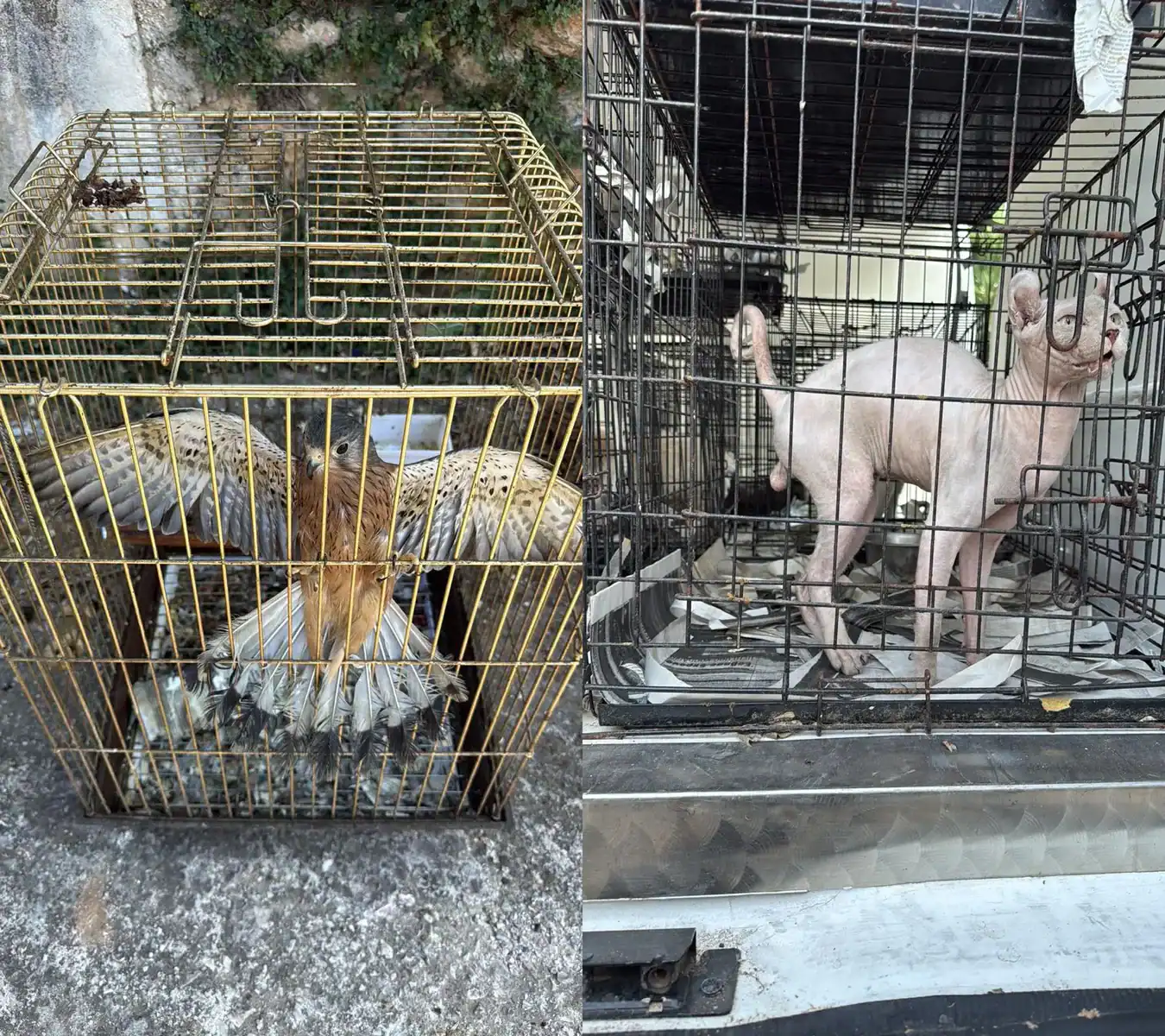 Παράνομο εμπόριο ζώων στον Γέρακα
